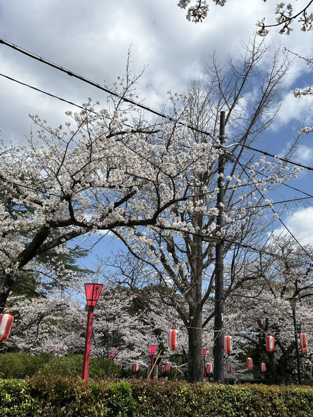 滿開的櫻花城～和歌山城