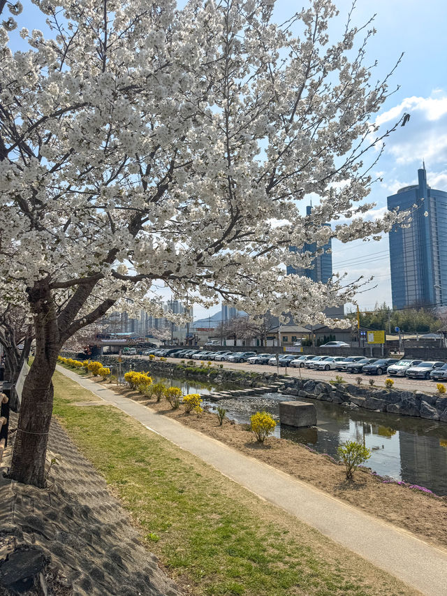 대전 벚꽃길 명소 추천