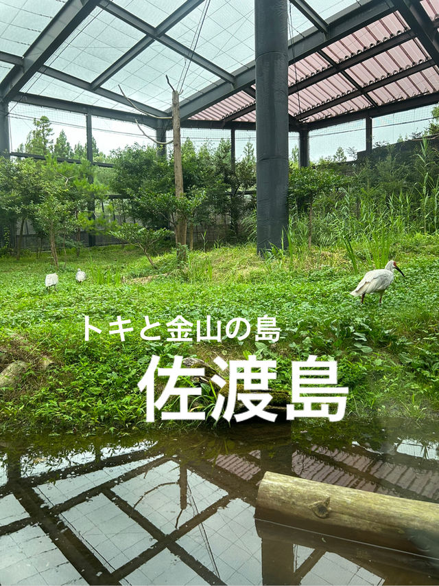 【新潟】トキに会える金山の島・佐渡島