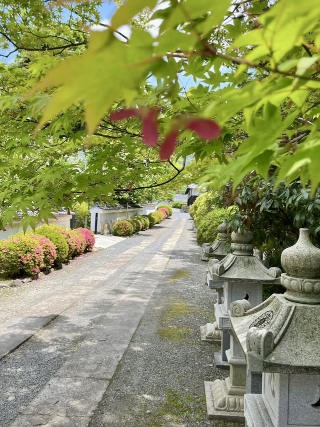 Spring Visit to Zuishin-in🌼