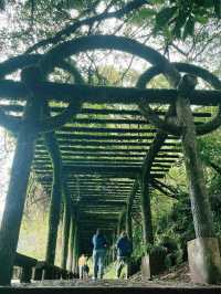 【陽明山国家公園｜大屯瀑布區】森の奥で、ただ水音に耳を澄ます