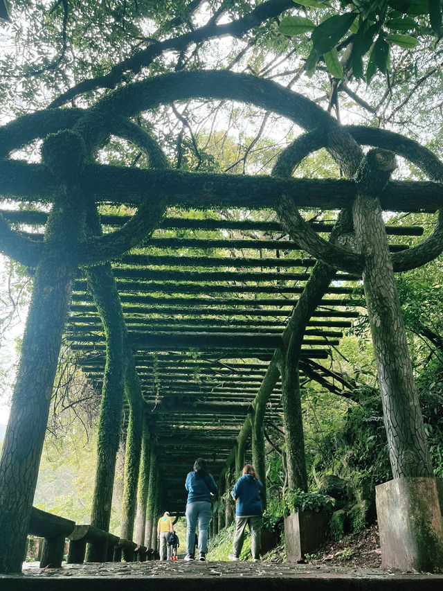 【陽明山国家公園｜大屯瀑布區】森の奥で、ただ水音に耳を澄ます