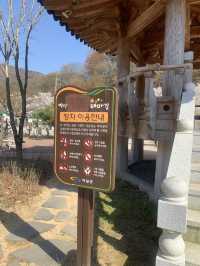 기장 병산 저수지에서 벚꽃데이투🌸