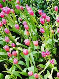 Exploring the Floral Wonders of Royal Park Rajapruek