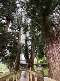 【福井× 栢野の大杉】樹齢2300年の御神木