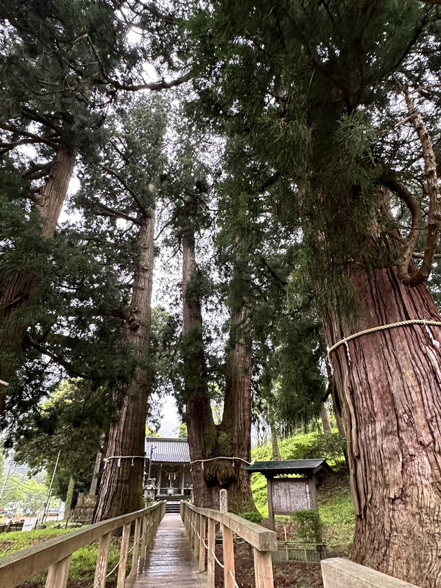 【福井× 栢野の大杉】樹齢2300年の御神木