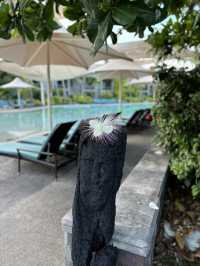 Crystal Waters, Cloudy Service: My Stay at the Intercontinental Fiji