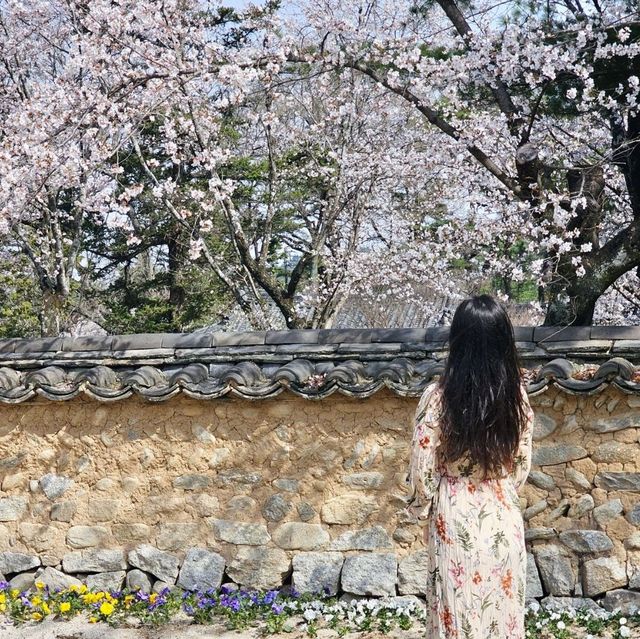 한옥건물과 벚꽃 조합이라니🩷