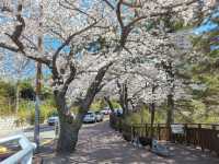 釜山海雲台藍線公園青沙浦站，是絕佳海景跟櫻花觀賞點。