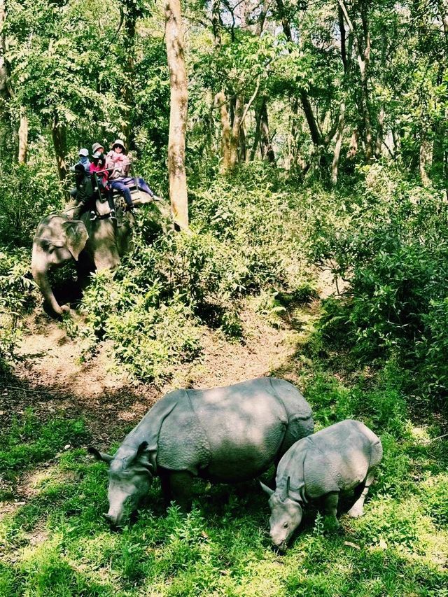 尼泊爾奇特旺國家公園旅遊攻略，適合打卡拍照📸