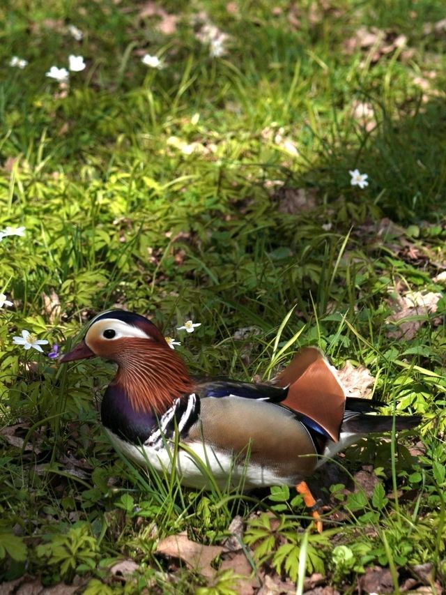 波蘭 華沙 瓦津基（蕭邦）公園