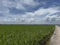 Rice farming in Sekinchan