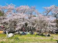 Kumagaya Sakura Tsutsumi, Saitama