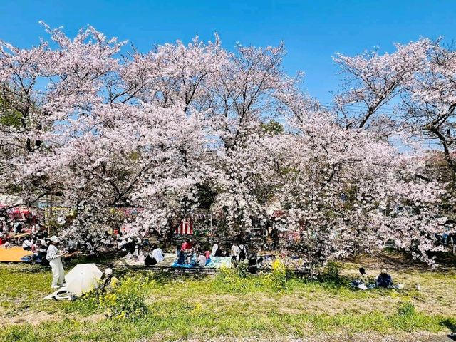 Kumagaya Sakura Tsutsumi, Saitama