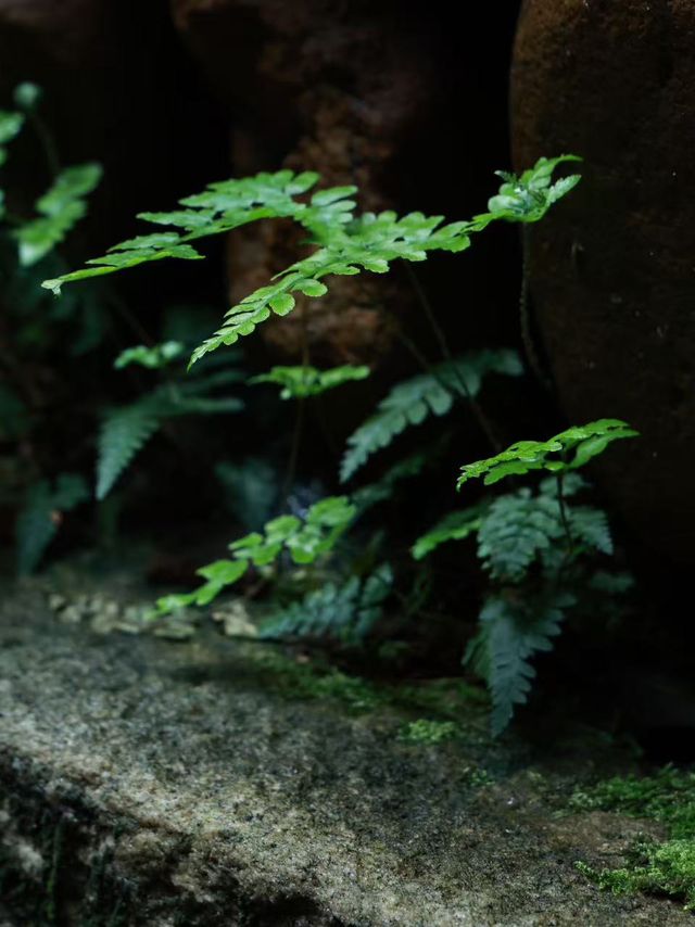 萬里茶道