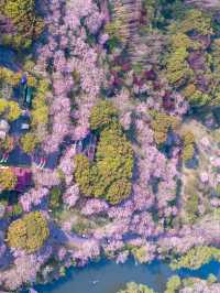 Sakura Vibe from Gucun Park, Shanghai 🇨🇳🌸