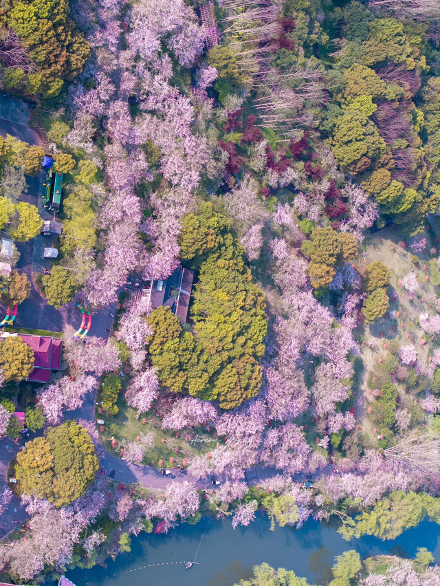 Sakura Vibe from Gucun Park, Shanghai 🇨🇳🌸