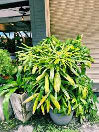 Green Bliss at Good Blue Men Café