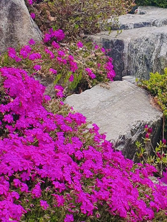 Misa Gyeongjeong Park: Hanam's Lakeside Spring Canvas