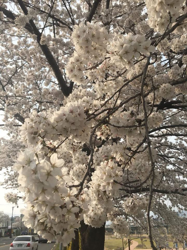 “Gyeongju in Bloom: Where History Meets Cherry Blossoms”