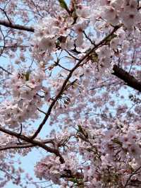 Tennoji Park: Serene Morning Jog Amongst Hints of #aprilblooms 🏃‍♀️🌸
