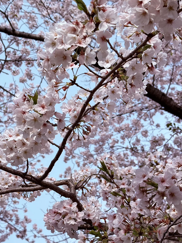 Tennoji Park: Serene Morning Jog Amongst Hints of #aprilblooms 🏃‍♀️🌸
