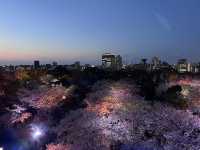 福岡城上視角🌸觀看舞鶴公園的夜櫻燈光秀👏🏻