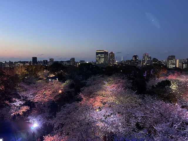 福岡城上視角🌸觀看舞鶴公園的夜櫻燈光秀👏🏻