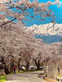 Wild Cherry Blossoms🌸 Off-Peak Serenity