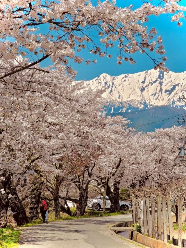 Wild Cherry Blossoms🌸 Off-Peak Serenity
