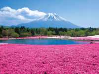 Fuji Five Lakes Cherry Blossoms: Where Sakura Meets Japan’s Iconic Mountain
