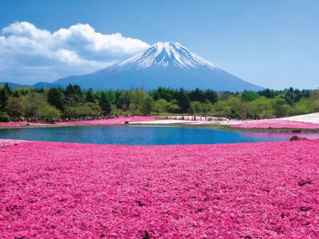 Fuji Five Lakes Cherry Blossoms: Where Sakura Meets Japan’s Iconic Mountain