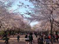 Incheon Grand Park Cherry Blossoms: A Floral Oasis Near Seou