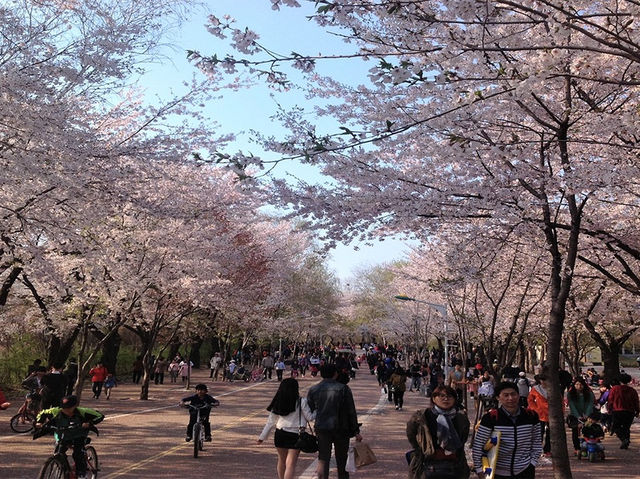 Incheon Grand Park Cherry Blossoms: A Floral Oasis Near Seou