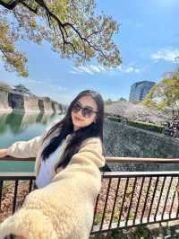 ชมซากุระบานที่ปราสาทโอซาก้า 🏯🌸