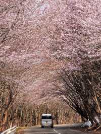 Aomori One-Day Sakura Adventure 🌸🚗 | Chasing Cherry Blossoms Across the North!