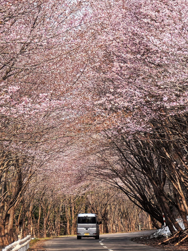 Aomori One-Day Sakura Adventure 🌸🚗 | Chasing Cherry Blossoms Across the North!