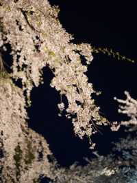 🌸 Sleepwalking Through the Night Sakura at Hirosaki Park, Aomori 🌌