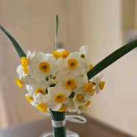 潮風に揺られる水仙の花