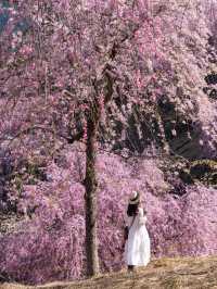 千本の垂れ桜 奈良に咲く最後の桜