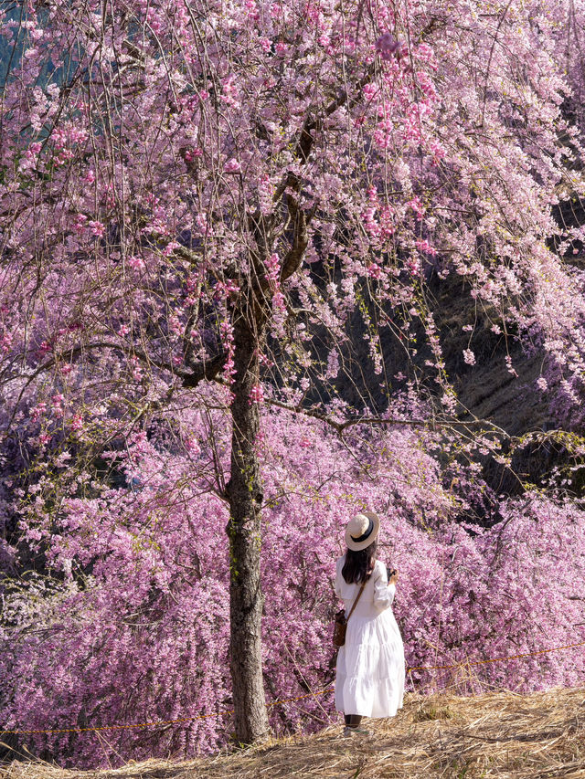 千本の垂れ桜 奈良に咲く最後の桜