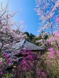 🌸✨ May Blossoms at Nyoiji Temple: A Secret Flower Wonderland 🌿🌺