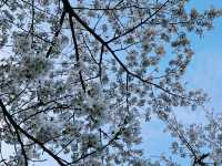 “Midnight Sakura: The River of Light and Silence”