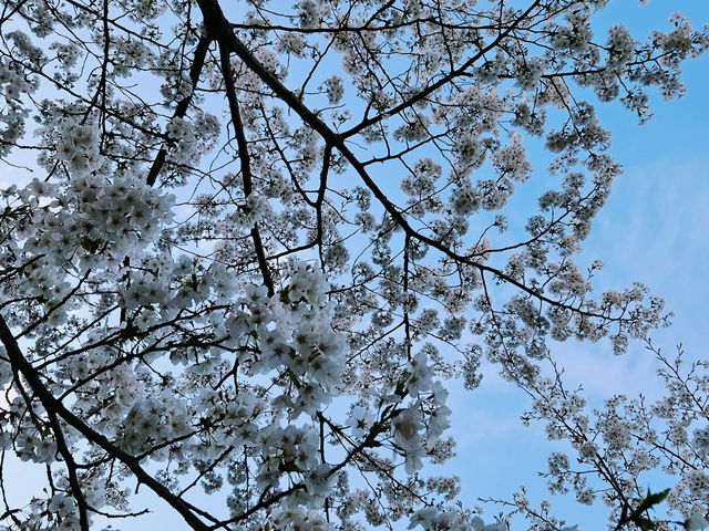 “Midnight Sakura: The River of Light and Silence”