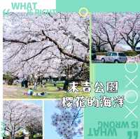  末吉公園•櫻花的海洋