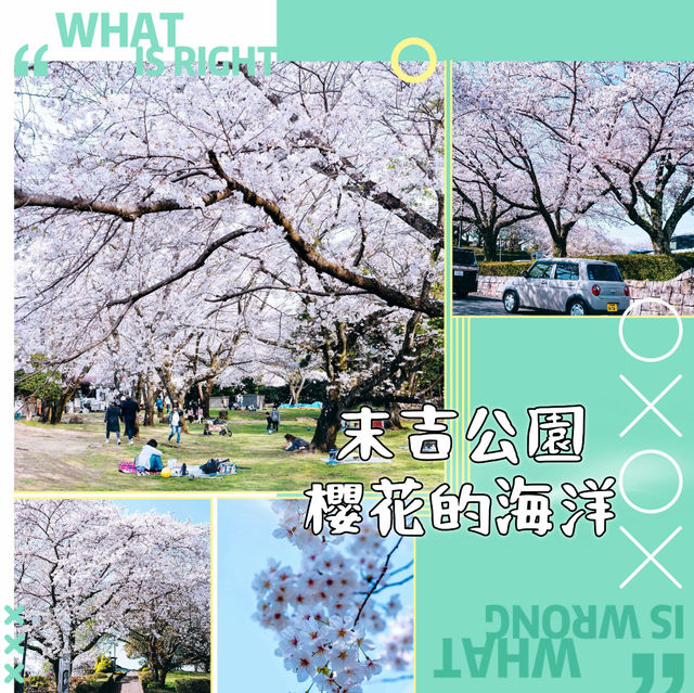  末吉公園•櫻花的海洋