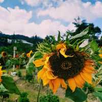 Cameron Highlands Flora Park: A Floral Wonderland in Malaysia