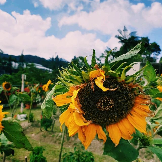 Cameron Highlands Flora Park: A Floral Wonderland in Malaysia