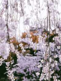 Takayama Hida Furukawa Cherry Blossoms-A Timeless Edo-Period Sakura Escape