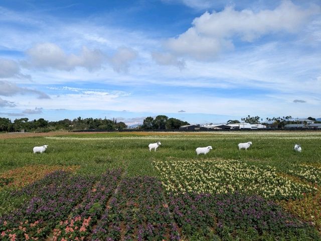 【台湾】お花のお祭りも楽しい新社区